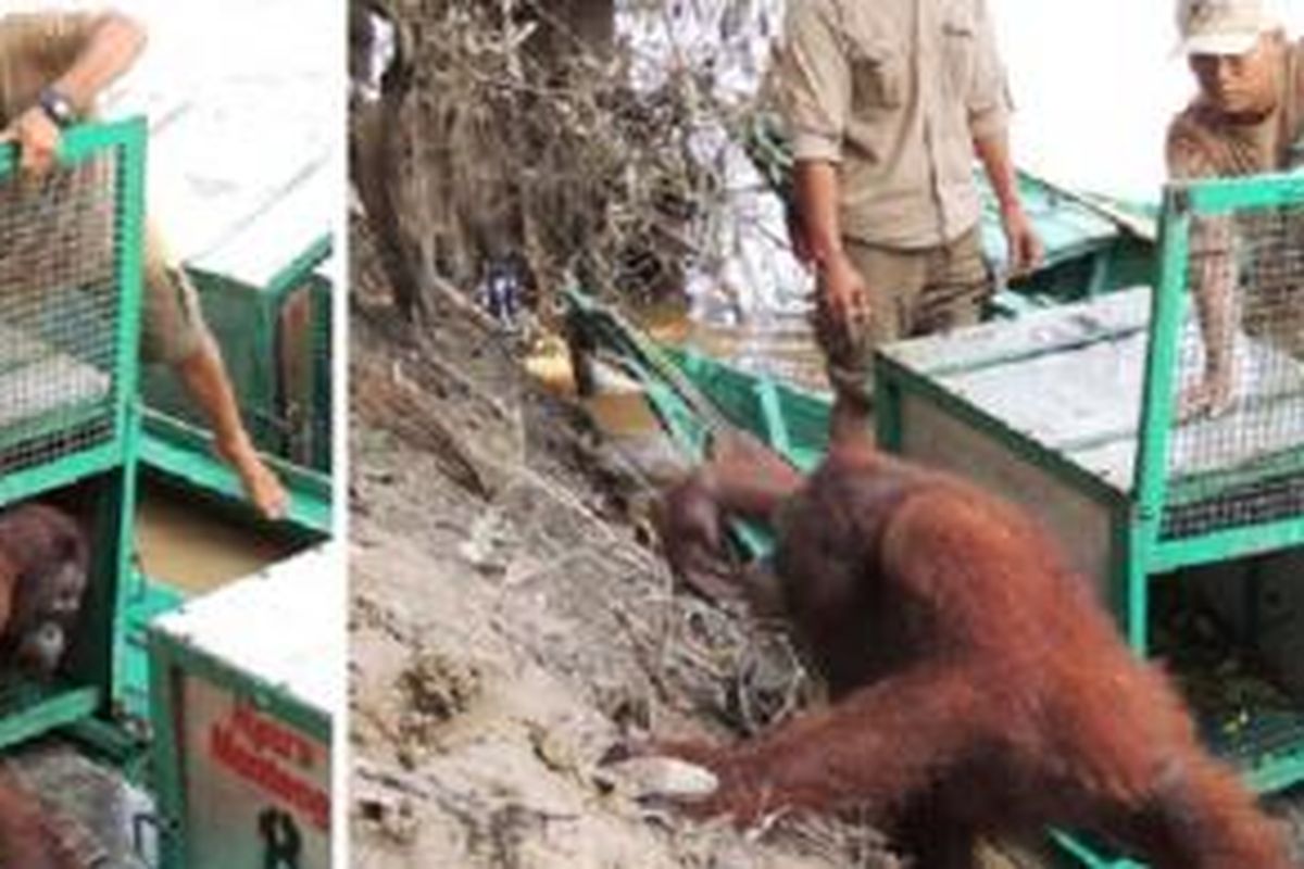 Pony, orangutan yang pernah menjadi korban pelacuran, akhirnya mendapatkan kesempatan untuk hidup bebas lagi lewat pra-lepasliaran di Pulau Kaja.