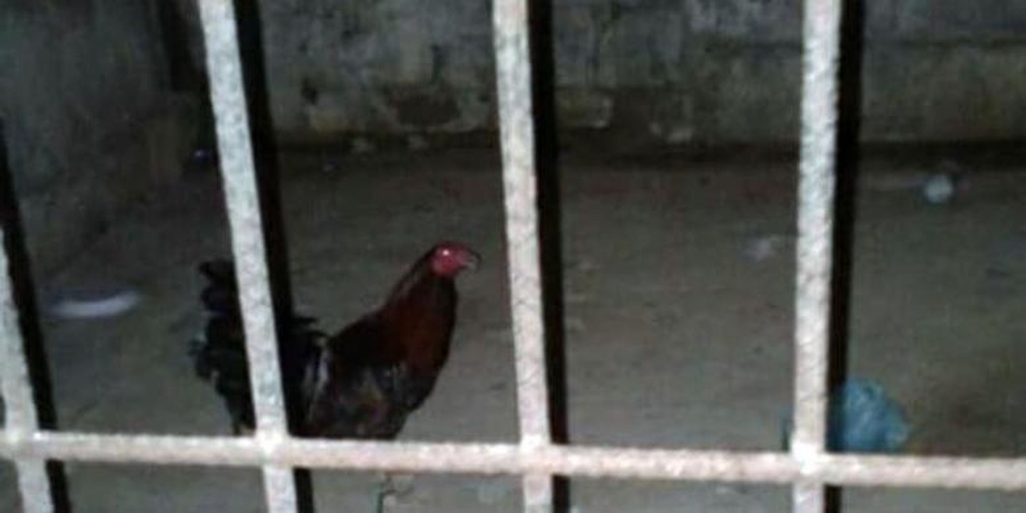 53+ Gambar Ayam Raksasa Lucu Paling Keren 53+ Gambar Ayam Raksasa Lucu Paling Keren