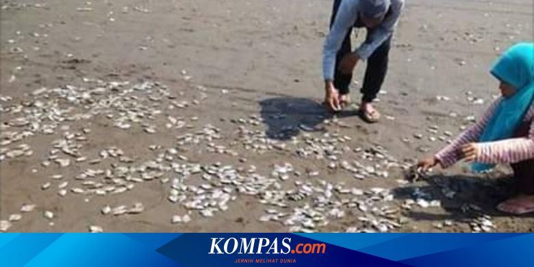 Ribuan Ikan Mati Terdampar Di Pantai Jetis Cilacap Ini Penyebabnya