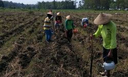 Pemerintah Siap Tindak Tegas Mafia Pemalsu Pestisida