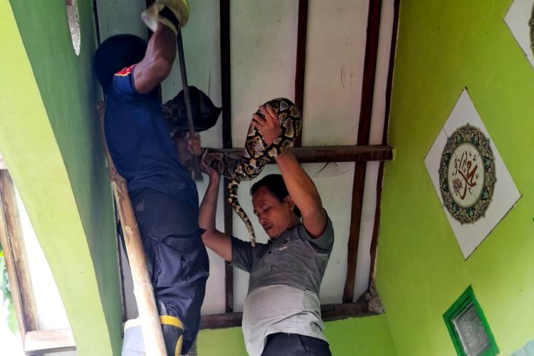 Petugas dari PMK Kabupaten Jombang, Jawa Timur, mengevakuasi Ular Sanca yang memasuki salah satu rumah warga, Rabu (2/2/2022).