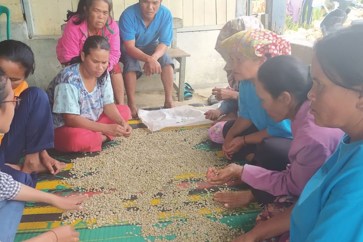 Petani kopi di daerah Tapanuli mendapatkan pelatihan pemilahan kopi