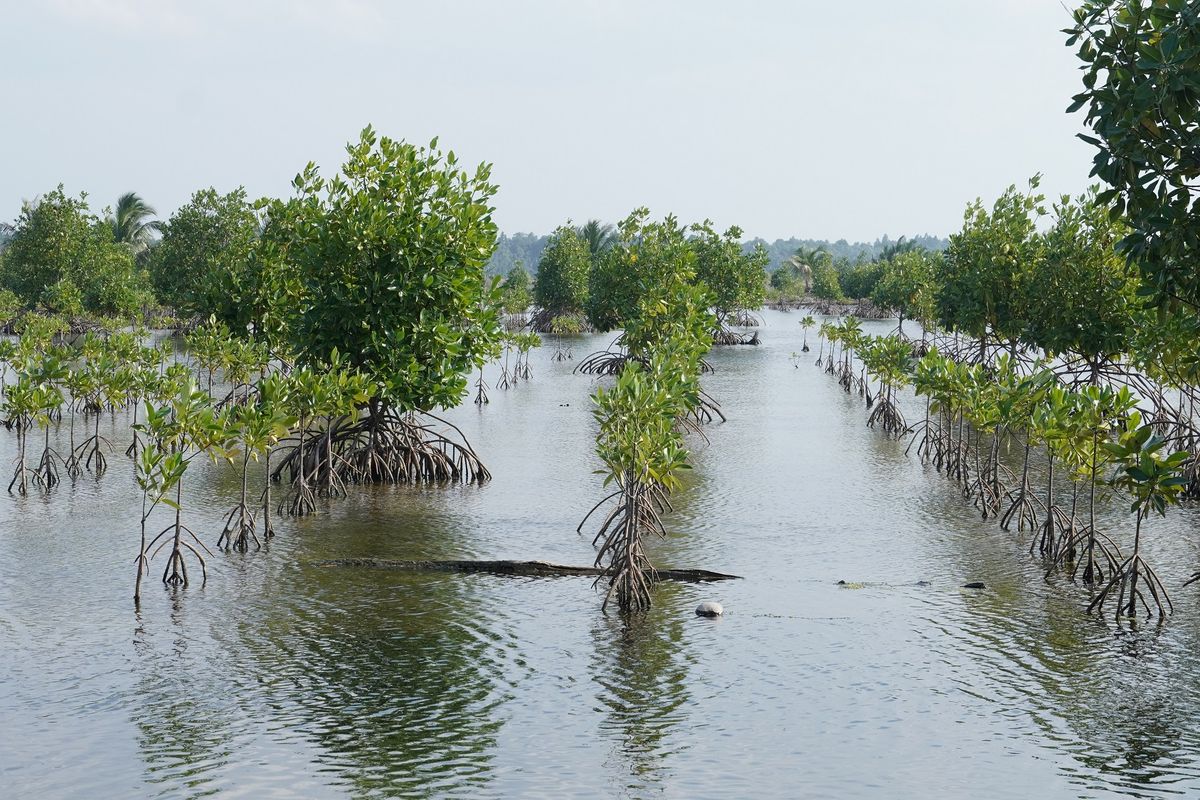 Kalimantan Utara (Kaltara) menjadi salah satu fokus utama Badan Restorasi Gambut dan Mangrove (BRGM) dalam upaya rehabilitasi mangrove.