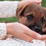 Anjing Diberi Makan Apel, Amankah?