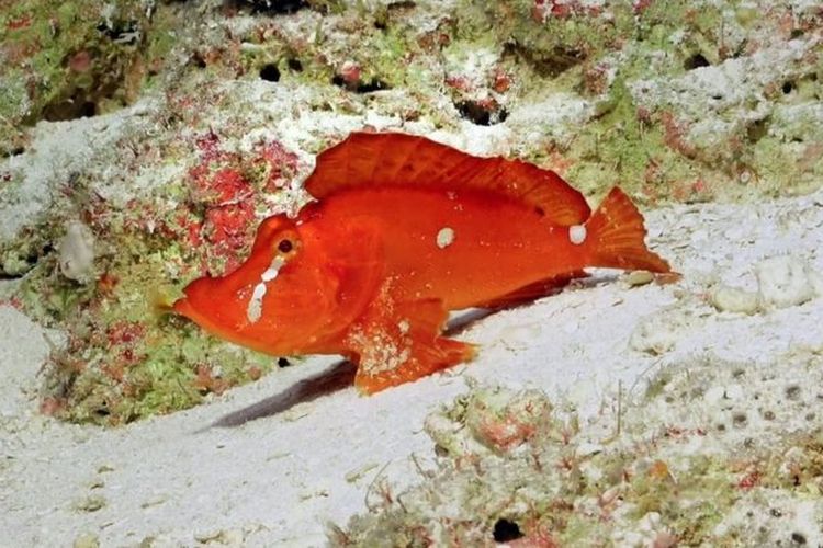 Spesies ikan berjalan ditemukan di perairan Great Barrier Reef, Australia.