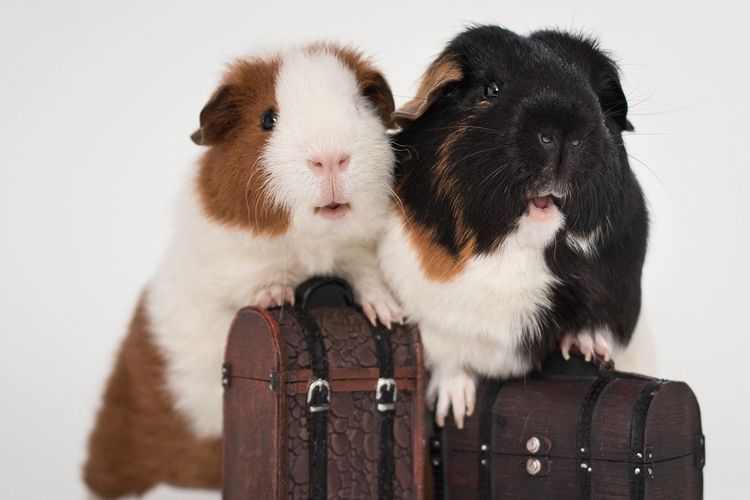 Ini Jenis Makanan untuk Guinea Pig Peliharaan