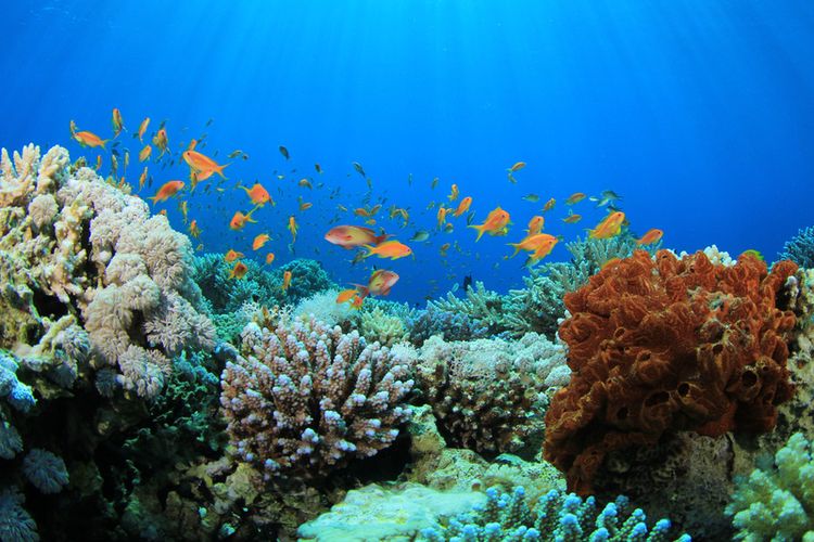 Ilustrasi terumbu karang. Ancaman kerusakan terumbu karang tak hanya berasal dari perubahan iklim, tetapi juga limpasan sedimen yang larut. Upaya menyelamatkan ekosistem penting di laut ini dapat dilakukan dengan reboisasi pesisir pantai. 