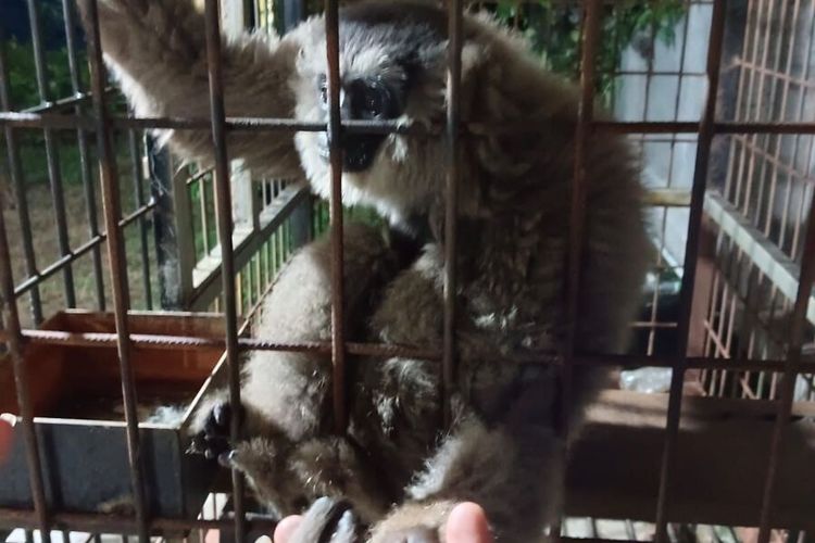 Tim Sanggabuana Conservation Foundation dan Sanggabuana Wildlife Ranger mengevakuasi owa jawa dari warga sekitar Pengunungan Sanggabuana, Karawang, Jawa Barat.