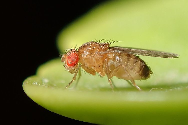 Lalat buah (Drosophila melanogaster). Lalat jantan dari spesies ini diketahui mengeluarkan zat kimia yang membuat lalat betina tetap tidur setelah kawin.