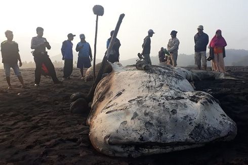 Lagi, Hewan Laut Terdampar di Pesisir Lumajang