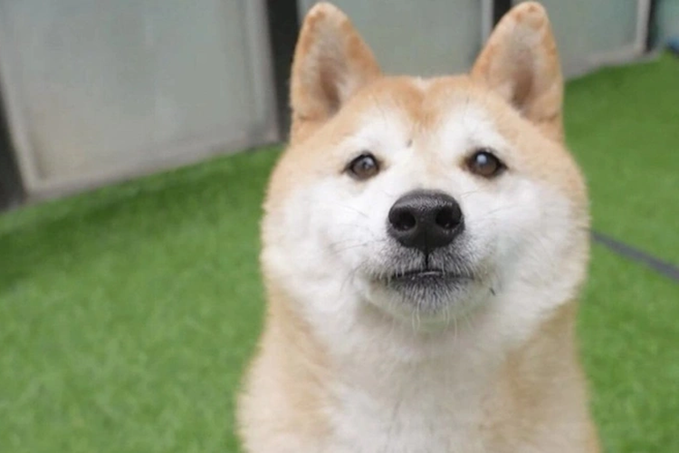Deng Deng, seekor anjing shiba inu yang terlantar dan menjadi sensasi internet di China telah dijual di pelelangan seharga 160.000 yuan (£18.500; $25.000).