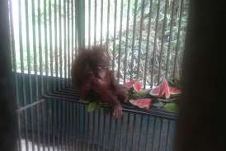 Orangutan yang diberi nama Choki sendirian dalam kerangkeng berukuran 8 meter persegi di belakang klinik Borneo Orangutan Survival Foundation (BOSF) di Kecamatan Samboja di Kutai Kartanegara sejak Selasa (16/2/2016). Saban hari, BOSF memberi asupan buah semangka, nanas, hingga pisang pada Choki.