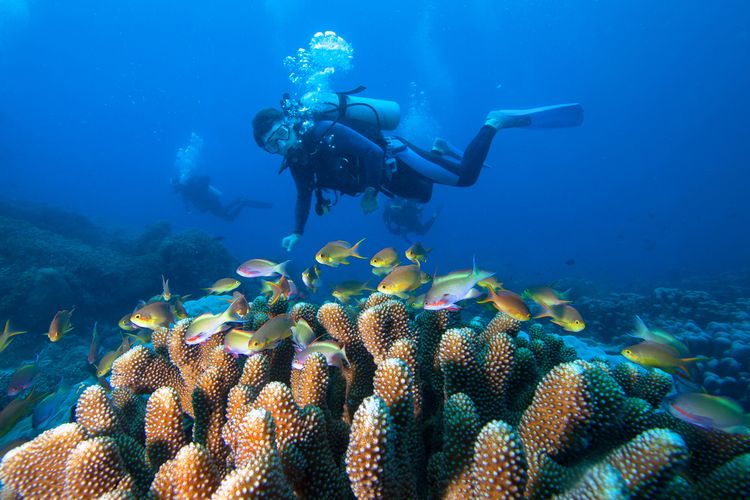 Ilustrasi menyelam di kawasan terumbu karang Kepulauan Raja Ampat, Papua Barat.