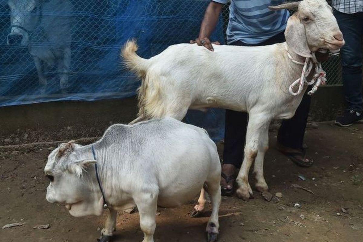 Sapi terkecil di dunia berukuran setengah meter, lebih pendek dibanding kambing.