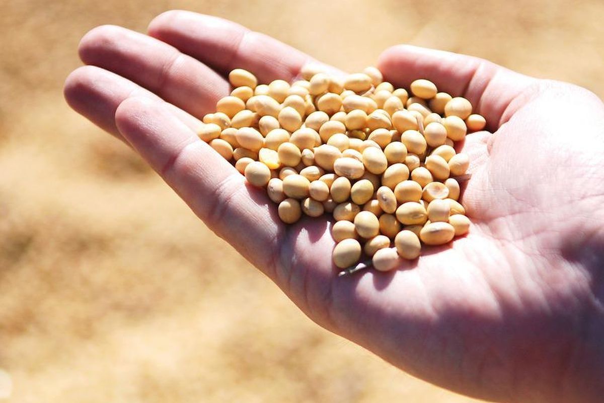 Ilustrasi benih kedelai