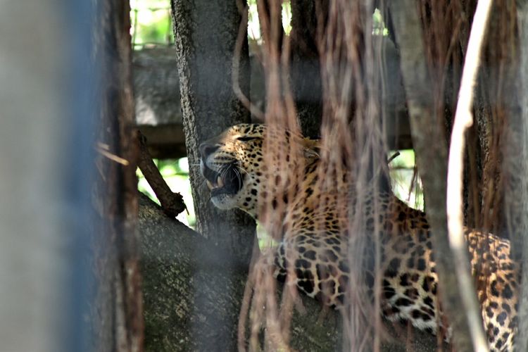 Salah satu macan tutul koleksi Kebun Binatang Bandung atau Bandung Zoological Bandung (Bazoga) sedang bertenger di dahan pohon besar di kandangnya.