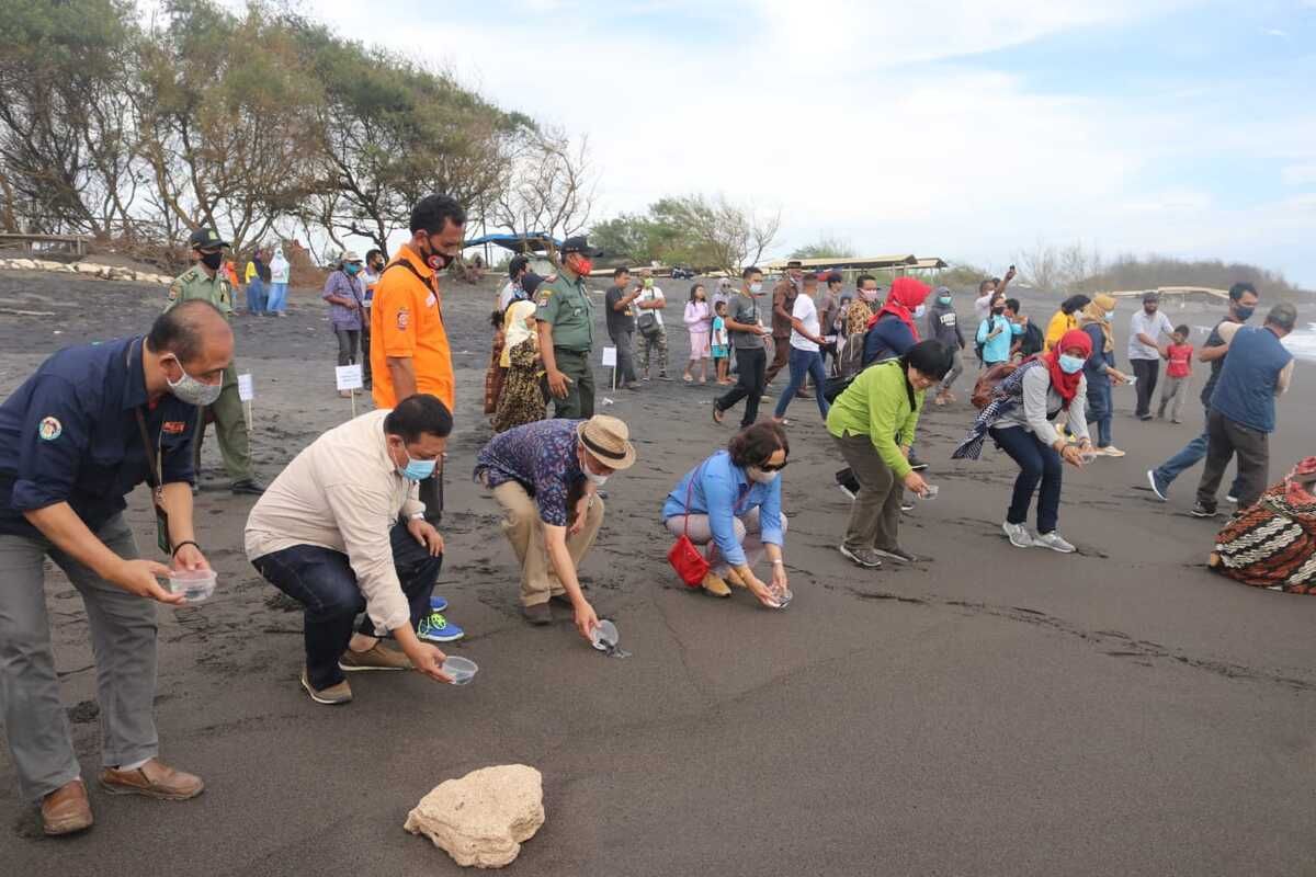 Pelepasliaran 1.000 ekor tukik di Pantai Trisik, Kabupaten Kulonprogo. (Foto Dokumentasi BKSDA)