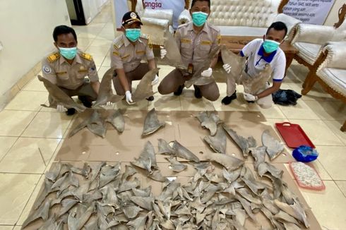 Gagal, Penyelundupan Ratusan Sirip Hiu di Pelabuhan Bakauheni