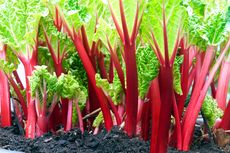 Mengenal Tanaman Rhubarb: Fungsi dan Tips Memilih