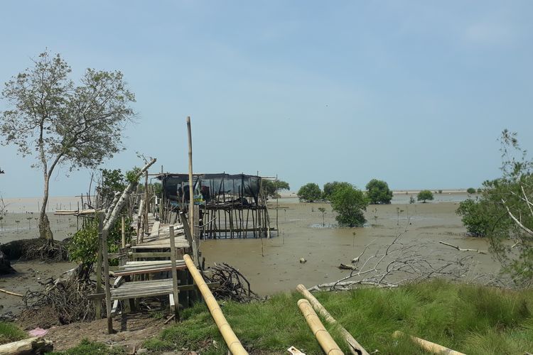 Perjuangan Nelayan Desa Sei Tuan Deli Serdang Lindungi Hutan dan Tanam Mangrove Demi Ekonomi Keluarga