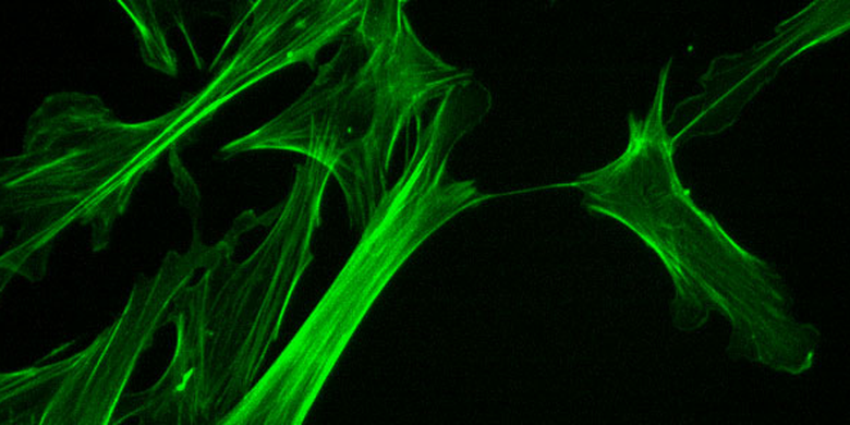 Microfilament: Definition, Structure, Function, and Characteristics