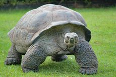 Mengapa Kura-kura Berumur Panjang hingga Ratusan Tahun?