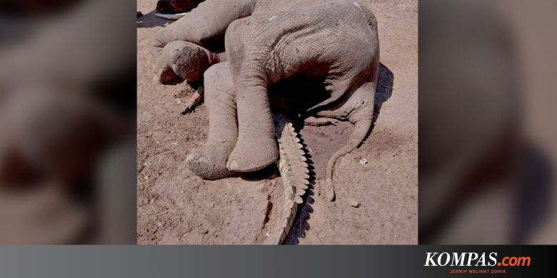 Kisah Nahas Dari Zambia Buaya Mati Tertindih Gajah Mati