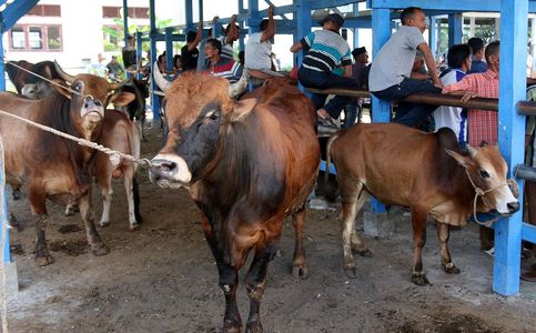 Qurban Animal Trade Thrives Online in Indonesia amid Covid-19 Pandemic