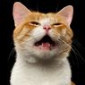 Benarkah Kucing Mendengkur Tanda Bahagia? Ini Penjelasannya