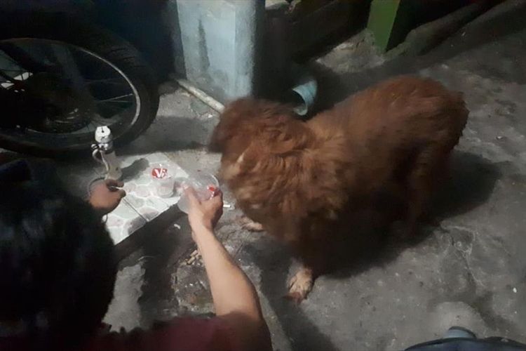 Seekor anjing yang berhasil dievakuasi dengan selamat oleh Petugas damkar Jakarta Timur usai tercebur ke sumur sedalam 16 meter di Gang Layu, Ciracas, Jakarta Timur, Kamis (18/7/2019).