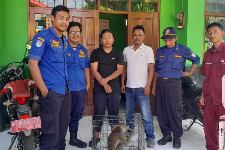Petugas damkar mengevakuasi monyet dari rumah warga di Kelurahan Donan, Kabupaten Cilacap, Jawa Tengah, Kamis (10/8/2023).