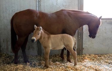 Demi Keragaman Genetik, Kuda Przewalski Dikloning Pertama Kalinya ...