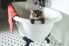 5 Alasan Kucing Suka Bermain dan Merobek Tisu Gulung 