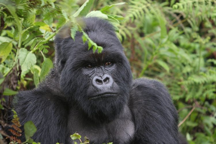 Gorila gunung Afrika. Gorila gunung adalah spesies primata terbesar atau kera terbesar di dunia. Spesies gorila Afrika ini merupakan spesies terancam punah.