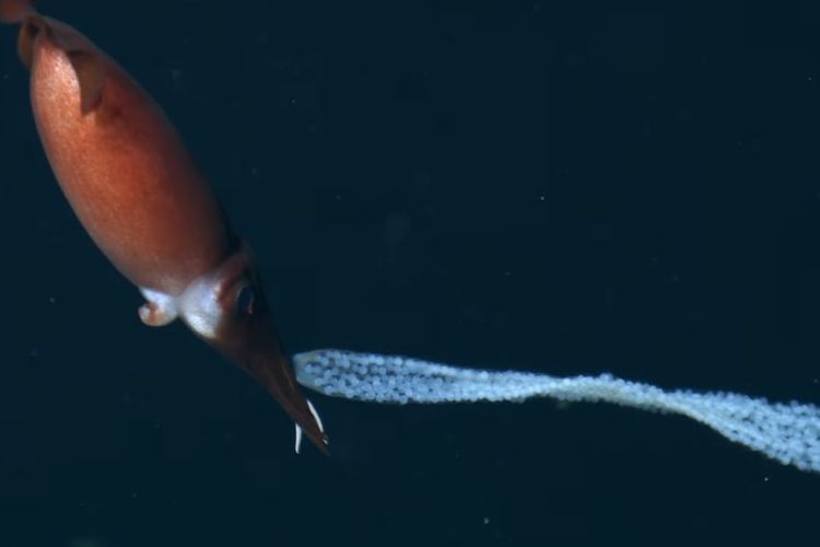 Para peneliti berhasil merekam cumi-cumi Bathyteuthis yang membawa telur-telurnya saat berenang di laut dalam. 