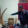 Polisi Tangkap 7 Pelaku Pencurian Gading Kerajaan Nita NTT