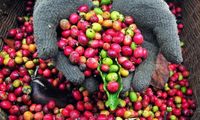 Kopi dan Kakao Indonesia: Komoditas Ekspor yang Paling Dicari Dunia