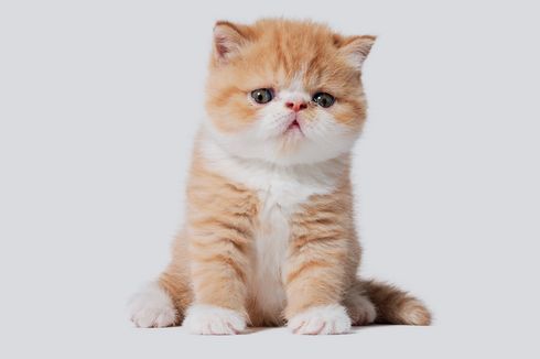 Ketahui, Ini 6 Persiapan Memelihara Anak Kucing Persia