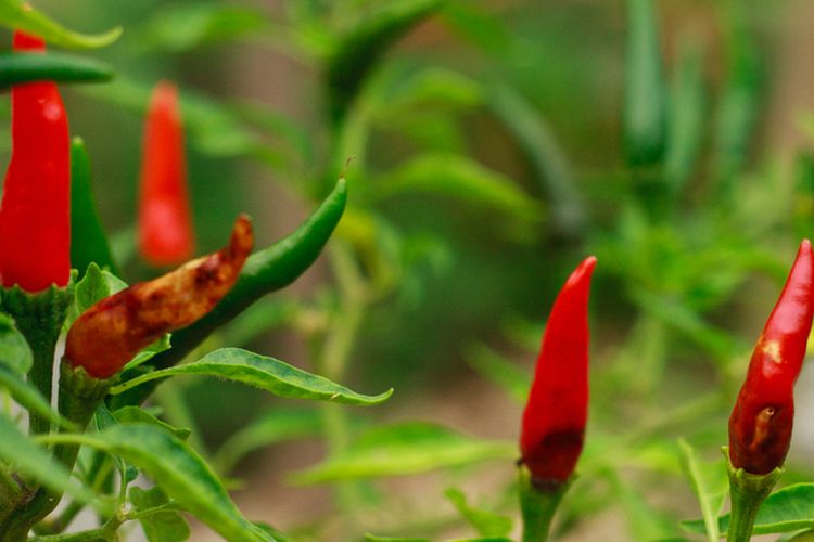 Ilustrasi penyakit patek tanaman cabai, tanaman cabai terserang penyakit patek atau antraknosa.