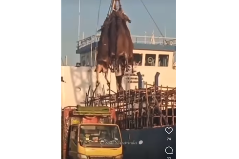 Berita Harian Viral Angkut Sapi Pakai Crane Terbaru Hari Ini - Kompas.com