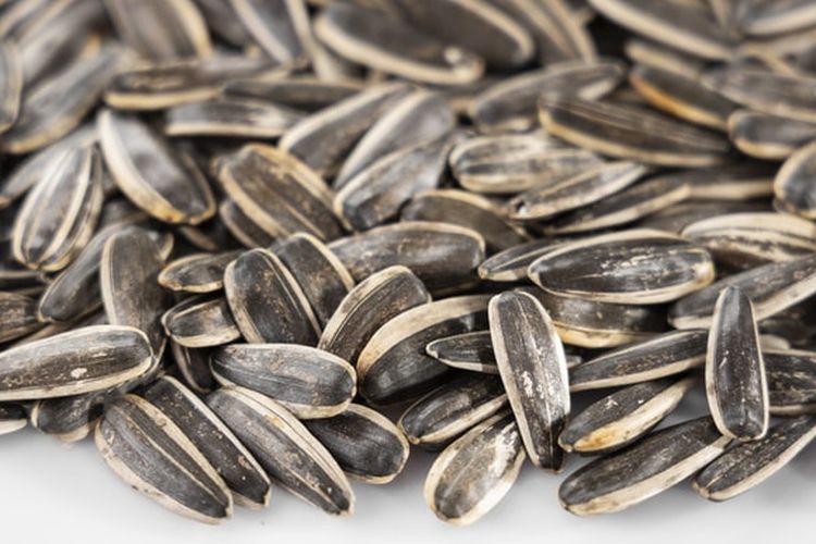 Ilustrasi biji bunga matahari