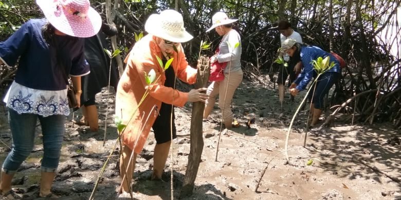 Sejumlah wisatawan yang datang ke kampung terih Nongsa ikut serta dalam melestarikan mangrove Batam ini. Selain menawarkan keindahan mangrove, destinasi ini juga memperkenalkan adat istiadat Melayu Batam yang ada di Kampung tua kampung Terih Nongsa.