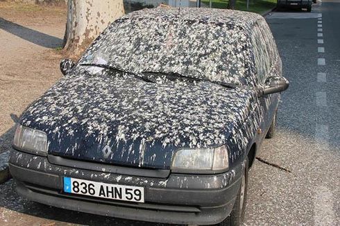 Waspada, Bahaya Kotoran Burung Terhadap Bodi Mobil