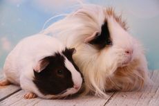 Guinea Pig Jarang Minum Air, Ada Apa?