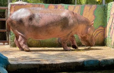 Kasang Kulim Zoo di Riau: Daya Tarik, Harga Tiket, dan Rute