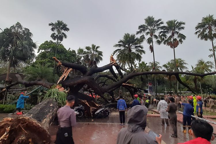 Petugas mengevakuasi pohon besar di Balai Kota DKI Jakarta, Gambir, Jakarta Pusat, yang tumbang pada Kamis (10/11/2022) sore.