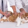 Warga Yogyakarta Bisa Dapat Vaksin Rabies untuk Hewan Peliharaan, Berikut Syarat-syaratnya
