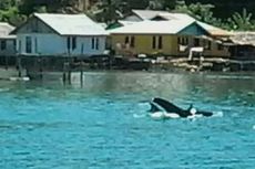 Enam Ekor Lumba-lumba Terdampar di Teluk Kendari 
