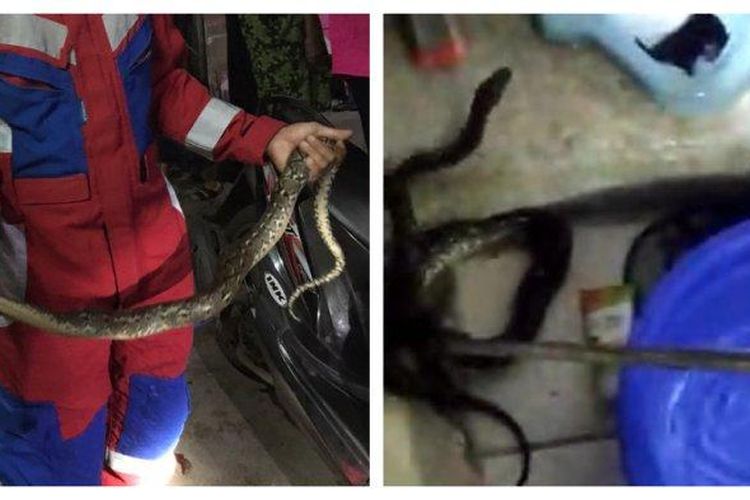 Seekor ular sanca sepanjang 1,5 meter mengagetkan warga Kelapa Gading saat bab di kamar mandi pada Jumat (28/4/2023) malam