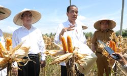 Panen Jagung di Gorontalo Meningkat, Jokowi Minta Bulog Lakukan Penyerapan